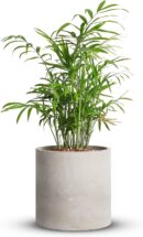 Cement Plant Pots Indoor - 5.9 inch Concrete Planter Pot for Planting - Modern Stone Clay Flower Pot with Drainage Hole for Garden, Home, Office Decor, Grey