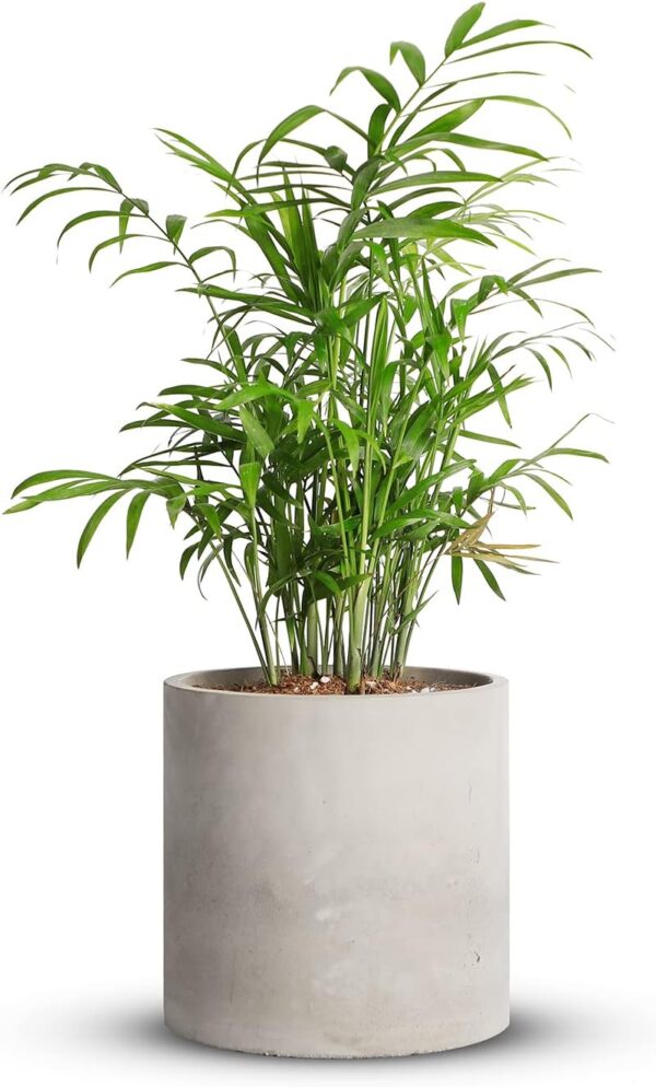 Cement Plant Pots Indoor - 5.9 inch Concrete Planter Pot for Planting - Modern Stone Clay Flower Pot with Drainage Hole for Garden, Home, Office Decor, Grey