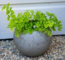 Modern Concrete Sphere Planter for Indoor and Outdoor Potted Plants, Strong, Lightweight, Contemporary Design, 8" (Small)